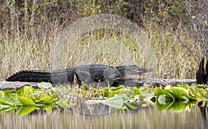 Large alligator basking in the Okefenokee Swamp Billy`s Lake, Georgia