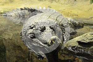 Large alligator