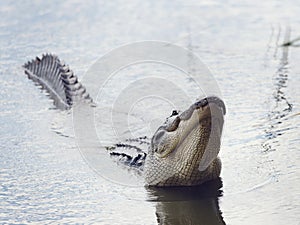 Large Alligator Calls