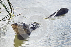 Large Alligator Calls