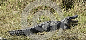 Large alligator everglades national Park Florida