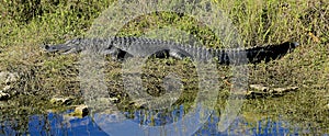 Large alligator everglades national Park Florida