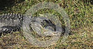 Large alligator everglades national Park Florida