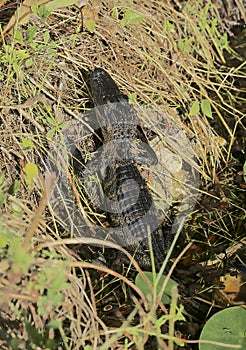 Large alligator everglades national Park Florida