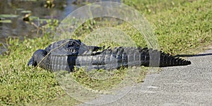 Large alligator everglades national Park Florida