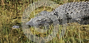 Large alligator everglades national Park Florida