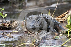 Large Alligator floating on a log in the Okefenokee Swamp