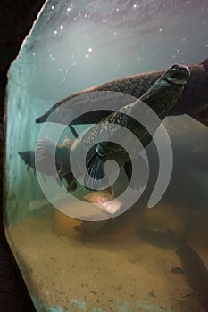 A large Alligator gar fish in a huge tank