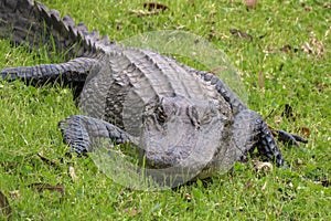 Large alligator in green grass