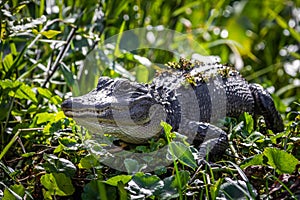 Large alligator laying in the grass under the sun