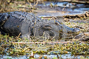 Large alligator laying in the grass under the sun