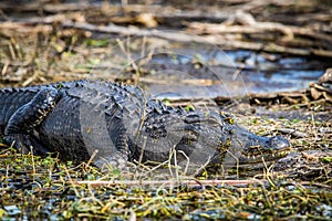 Large alligator laying in the grass under the sun