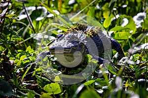 Large alligator laying in the grass under the sun