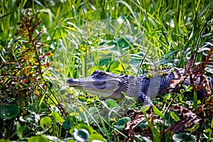 Large alligator laying in the grass under the sun