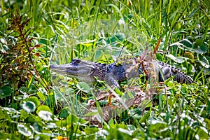 Large alligator laying in the grass under the sun