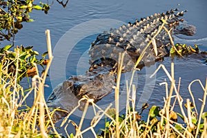 Large alligator laying in the water under the sun