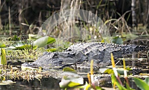 Large alligator lurking in blackwater swamp