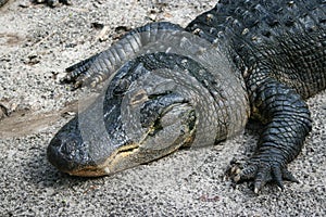 Large Alligator