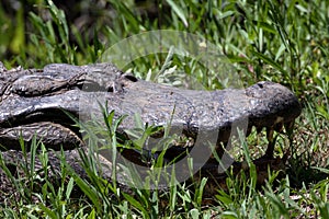 Large alligator portrait