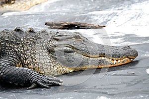 Large Alligator portrait at Phinizy Swamp Nature Park; Richmond County, Georgia 