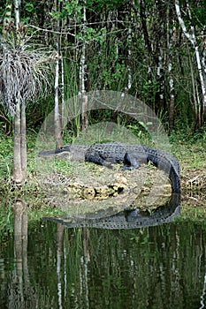 Large Alligator at rest on riverbank