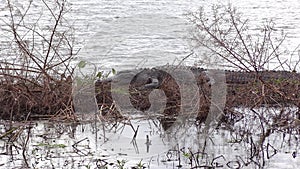 Large alligator resting at sunset in Florida wetlands