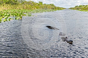 Alligator seen from airboat in Everglades national park, Florida, United States of America