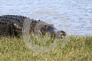 Large alligator on shoreline