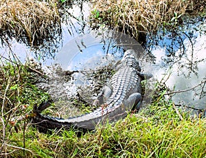 Large Alligator sunning himself to warm his body in the Florida winter sun.