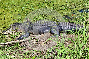 A large alligator sunning in the swamp