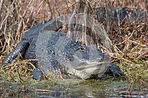 large alligator in a swamp
