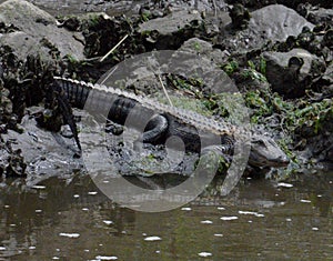 Large alligator takes the high ground while sunning itself on a cool afternoon