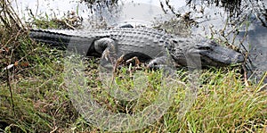 Large Alligator waiting for a bird or animal to drop by for a meal.