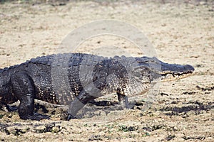 Large Alligator walking
