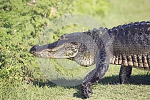 Large Alligator walking