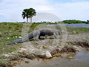 Large alligator walking on a river bank