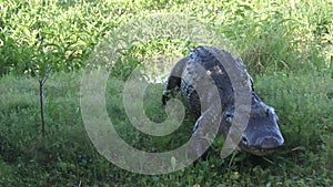 Large alligator walking to canal