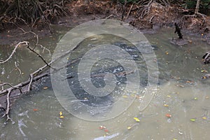 Large alligators in a mangrove swamp on Can Gio Island in Vietnam