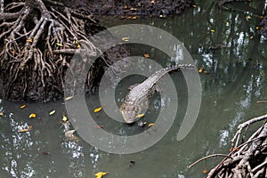 Large alligators in a mangrove swamp on Can Gio Island in Vietnam