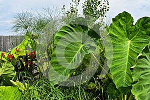 Large Alocasia Odora Elephant Ear Plant Leaves in a Garden