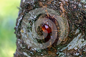 Large amber drop of rosin resin on a plum tree