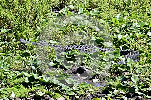 Large American alligator (Alligator mississippiensis) basking amongst aquatic vegetation in wetland