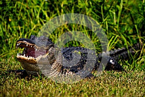 Large American Alligator (Alligator mississippiensis) resting in a grassy area with its mouth agape.