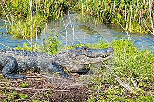 Large American alligator (Alligator mississippiensis) sitting in the grass near a pond