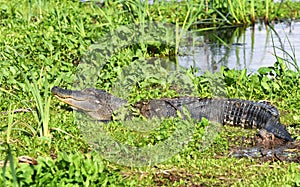 Large American Alligator basking in Phinizy Swamp Georgia