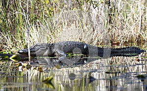 Large American Alligator basking in the sun in the Okefenokee Swamp, Georgia