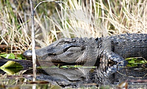 Large American Alligator basking in the sun in the Okefenokee Swamp, Georgia