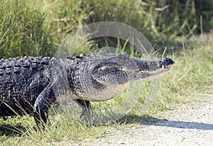 Large alligator walking