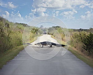 Large American Alligator Crossing a trail