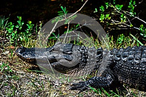 Large American Alligator in Florida